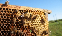Pszczoły zadbają o nasze zdrowie