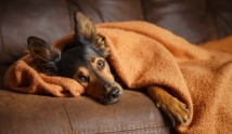 Depresja u psa. Jak ją rozpoznać i leczyć?